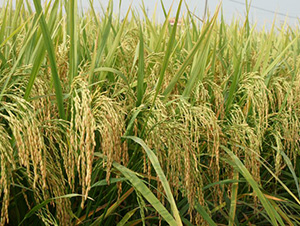 ����(y��u)9264-ˮ���N��-�зN���F