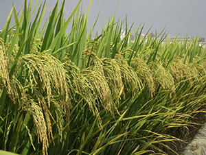 ��z6̖-ˮ���N��-�зN���F