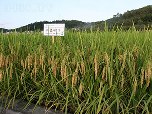 ����(y��u)673-ˮ���N��-�зN���F