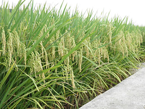 ���r(n��ng)3��(y��u)3̖-ˮ���N��-�зN���F