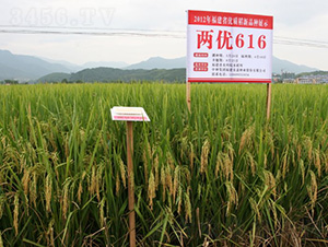 �Ƀ�(y��u)616-ˮ���N��-�зN���F