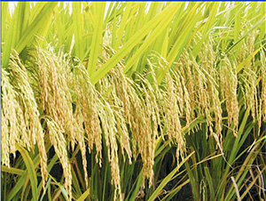 ����(y��u)617-ˮ���N��-�зN���F