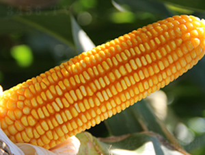 ��5̖-���׷N��-�f����r(n��ng)