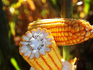 SPR����968-���׷N��-�f(w��n)����r(n��ng)