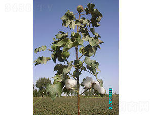 ����431-�޻��N��-�ػͷN�I(y��)