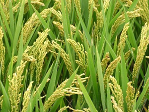 ԥ��8̖-ˮ���N��-�ػͷN�I(y��)