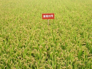 �µ�11̖-ˮ���N��-�ػͷN�I(y��)