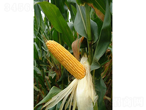 �r��988-���׷N��-�ػͷN�I(y��)