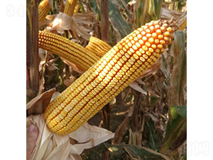 ������303-���׷N��-���ƷN�I(y��)