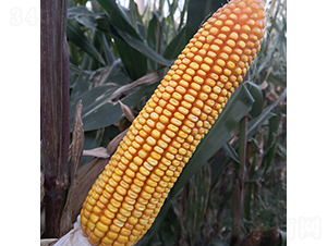 ������102-���׷N��-���ƷN�I(y��)