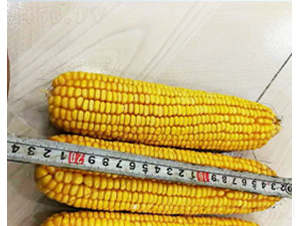 ���122-���׷N��-��N�I(y��)