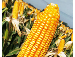 ���1̖(h��o)-���׷N��-��N�I(y��)