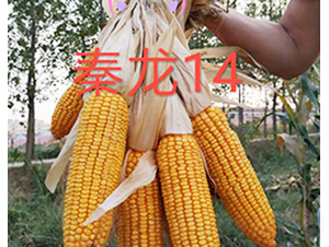 ����14-���׷N��-��N�I(y��)