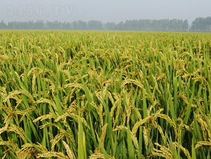 �Ŵ1̖-ˮ���N��-��N�I(y��)