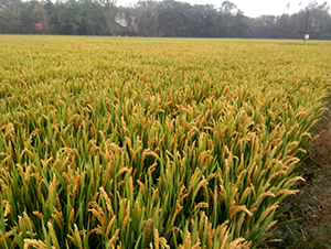 �Ŵ2̖-ˮ���N��-��N�I(y��)