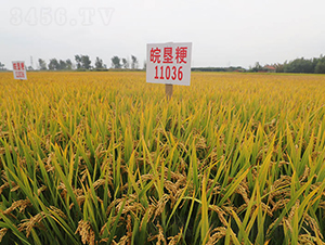 ���11036-ˮ���N��-��N�I(y��)