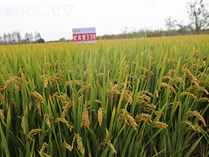 ������33̖-ˮ���N��-��N�I(y��)