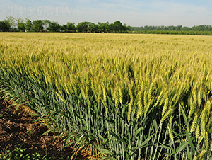 ���r(n��ng)029-С���N��-��N�I(y��)