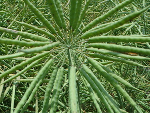 ʢ��664-�Ͳ˷N��-�t��N�I(y��)