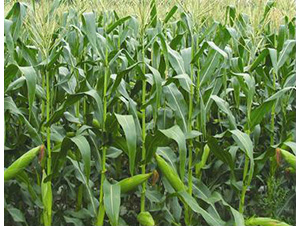 �A��777-���׷N��-�t��N�I(y��)