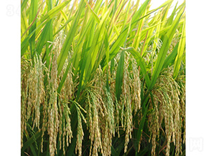 ����(y��u)938-ˮ���N��-�t��N�I(y��)