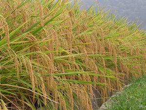 ���マ(y��u)510-ˮ���N��-�t��N�I(y��)