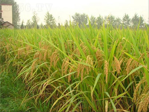 ���σ�(y��u)1̖-ˮ���N��-�t��N�I(y��)