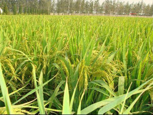 ���σ�(y��u)510-ˮ���N��-�t��N�I(y��)