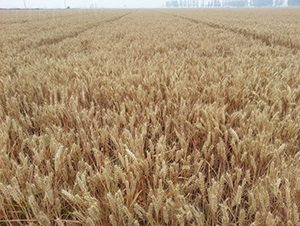 ����8̖-С���N��-�º�N�I(y��)