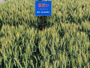 �P(y��ng)��37-С���N��-������