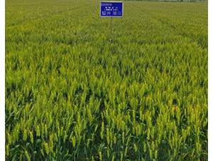 �P(y��ng)ݗ��13-С���N��-������