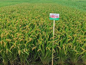 �𾬵�7165-ˮ���N��-������