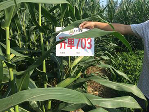 �R��703-���׷N��-���S�N�I(y��)