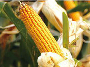 �m��218-���׷N��-���S�N�I(y��)