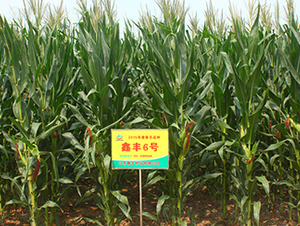 ���S6̖-���׷N��-���S�N�I(y��)