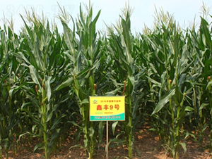 ���S9̖(h��o)-���׷N��-���S�N�I(y��)