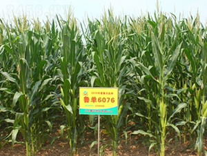 ����6076-���׷N��-���S�N�I(y��)