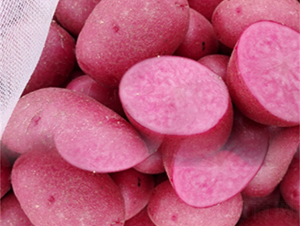 ����-�����N��-���S�N�I(y��)