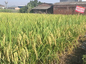 ���Ƀ�(y��u)468-ˮ���N��-�����N�I(y��)