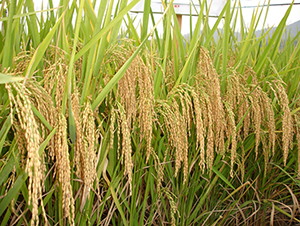 �ȃ�(y��u)1259-ˮ���N��-�����N�I(y��)