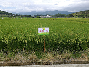 �ȃ�(y��u)168-ˮ���N��-�����N�I(y��)