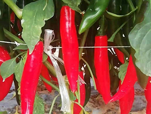 �����n��-�����N��-���(y��ng)�r(n��ng)��