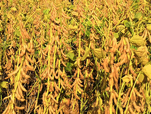 ����109-�󶹷N��-����r(n��ng)��