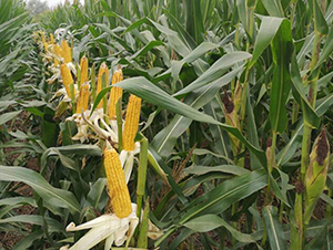 ����706-���׷N��-����r(n��ng)��