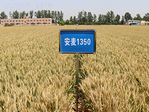 ����1350-С���N��-���(y��ng)�r(n��ng)��