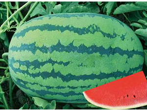 ��ʥ����ϣ��-���ϷN��-��ʥ��