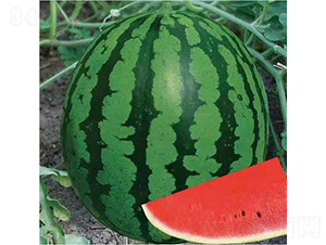 ��ʥ������-���ϷN��-��ʥ��