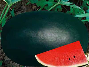 ��ʥ�̺ڰ���-���ϷN��-��ʥ��