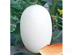 ��ʥ���y��3̖-��ϷN��-��ʥ��