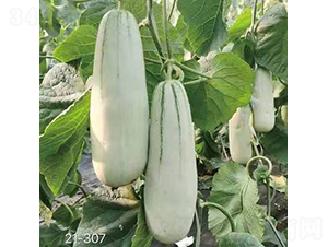 ��ʥ������61̖-��ϷN��-��ʥ��